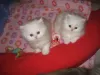 Photo №1. persian cat - for sale in the city of Geretsried | negotiated | Announcement № 129020