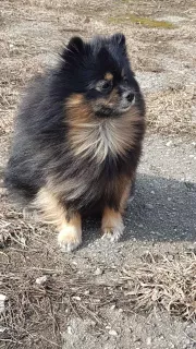 Additional photos: Charming puppies of German small Spitz