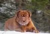 Photo №1. Mating service - breed: dogue de bordeaux. Price - negotiated