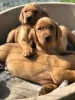 Photo №1. labrador retriever - for sale in the city of Sacramento | 600$ | Announcement № 37542