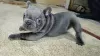 Additional photos: French bulldog puppies