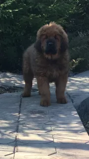 Photo №3. Tibetan mastiff. Russian Federation