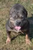 Photo №4. I will sell american bully in the city of Mladenovac. breeder - price - negotiated