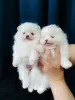 Additional photos: Mini Pomeranian Spitz, white, boo.