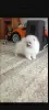 Additional photos: pomeranian