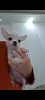 Photo №2 to announcement № 129059 for the sale of chihuahua - buy in Egypt private announcement