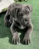 Photo №3. Cane Corso puppies. United States