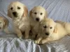 Photo №1. golden retriever - for sale in the city of Chelyabinsk | Is free | Announcement № 35500