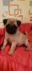 Photo №4. I will sell pug in the city of Москва. private announcement, breeder - price - 95$