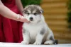 Additional photos: Alaskan Malamute puppies