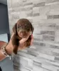 Photo №1. dachshund - for sale in the city of Buffalo | 350$ | Announcement № 78097