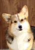 Photo №1. welsh corgi - for sale in the city of Balakovo | negotiated | Announcement № 59923