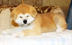 Additional photos: Japanese Akita Inu puppies buy a dog