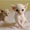 Photo №1. devon rex - for sale in the city of Stockholm | negotiated | Announcement № 97877