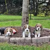 Additional photos: Two beautiful beagle puppies for sale