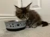 Additional photos: Trained Maine Coon Kittens with good health