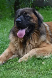 Additional photos: Puppy leonberger