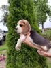 Photo №3. Beagle puppies for sale. Belarus