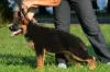 Additional photos: TSARI & GRANT German Shepherd Kennel offers puppies