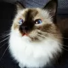 Photo №1. birman - for sale in the city of Sofia | 380$ | Announcement № 107917