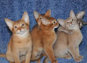 Photo №1. abyssinian cat - for sale in the city of Kingisepp | 246$ | Announcement № 2883