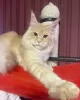 Photo №2 to announcement № 109880 for the sale of maine coon - buy in United States private announcement