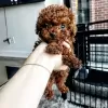 Photo №1. poodle (dwarf) - for sale in the city of Galați | negotiated | Announcement № 67783