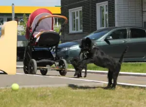 Additional photos: Affenpinscher puppies