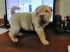 Photo №4. I will sell shar pei in the city of Zaporizhia. breeder - price - 423$