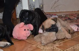 Photo №1. pug - for sale in the city of Vladimir | 325$ | Announcement № 1363