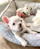 Additional photos: Beautiful french bulldog puppies for sale male and female