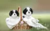 Photo №2 to announcement № 100617 for the sale of cavalier king charles spaniel - buy in Belarus from nursery