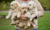 Photo №2 to announcement № 71434 for the sale of golden retriever - buy in Australia private announcement, breeder