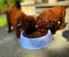 Photo №2 to announcement № 83117 for the sale of poodle (toy) - buy in Germany breeder