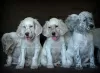 Additional photos: English Setter puppies