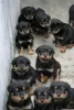 Photo №1. rottweiler - for sale in the city of Bremerhaven | 100$ | Announcement № 129637