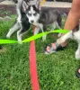 Photo №1. alaskan malamute - for sale in the city of Iowa City | 400$ | Announcement № 111388