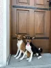 Photo №1. basenji - for sale in the city of Vladičin Han | negotiated | Announcement № 110550