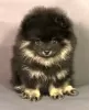 Photo №2 to announcement № 10944 for the sale of pomeranian - buy in Ukraine breeder