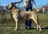 Additional photos: Cane Corso great bloodline champion puppies pedigree FCI