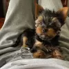 Photo №1. yorkshire terrier - for sale in the city of Bergen | negotiated | Announcement № 85281