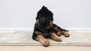 Photo №4. I will sell german shepherd in the city of Kiev. from nursery - price - 799$