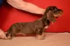 Additional photos: Brown and tan standard wirehaired dachshund puppy