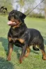 Photo №1. rottweiler - for sale in the city of Zrenjanin | negotiated | Announcement № 95989