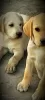 Additional photos: Labrador retriever puppies