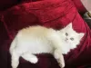 Photo №1. persian cat - for sale in the city of Bielefeld | 329$ | Announcement № 130514