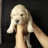 Additional photos: Golden retriever puppies