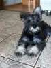 Photo №1. schnauzer - for sale in the city of Soligorsk | negotiated | Announcement № 112292