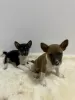 Additional photos: Basenji puppies