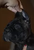 Additional photos: For sale beautiful puppies Cane Corso - boys and girls.